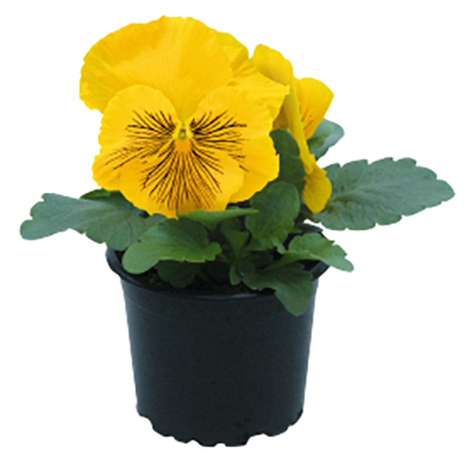 yellow-3036637413.webp