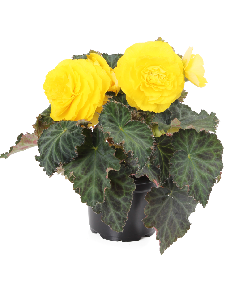 yellow-311580838.webp