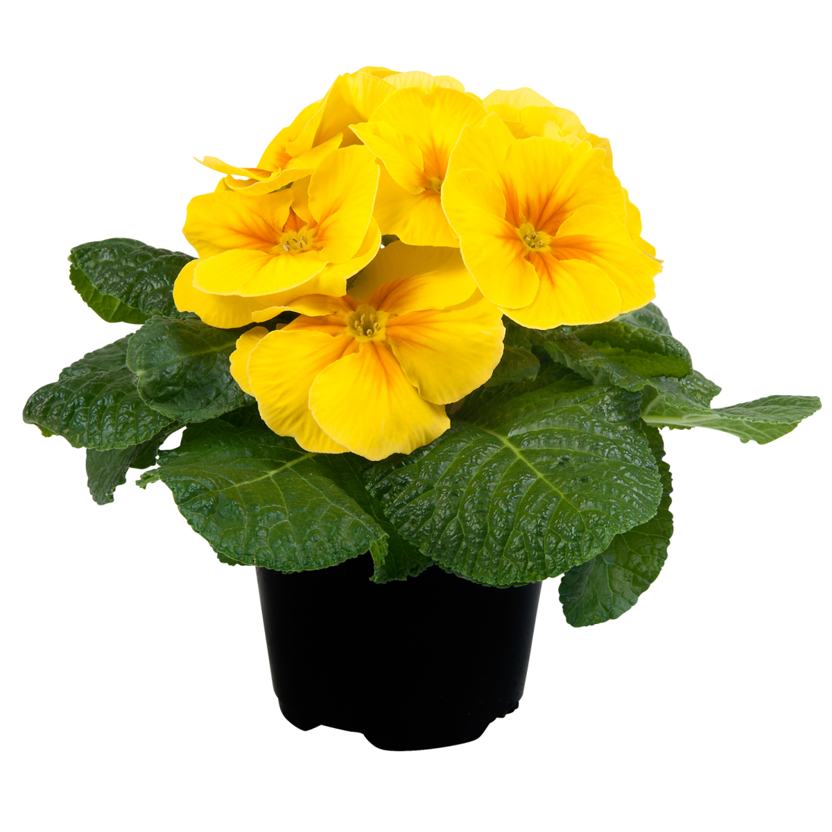 yellow-3326449612.webp