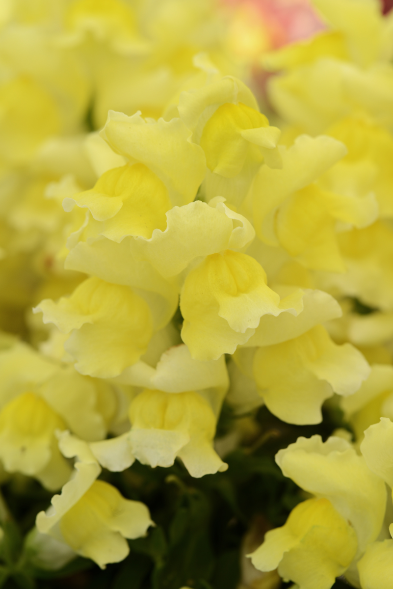 yellow-3687697309.webp