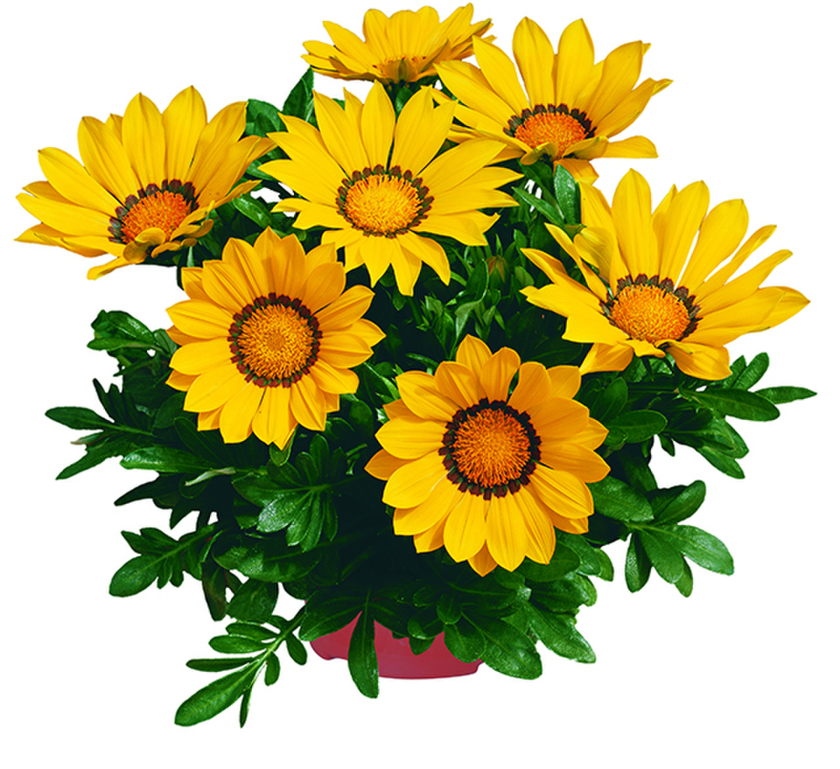 yellow-4190771714.webp