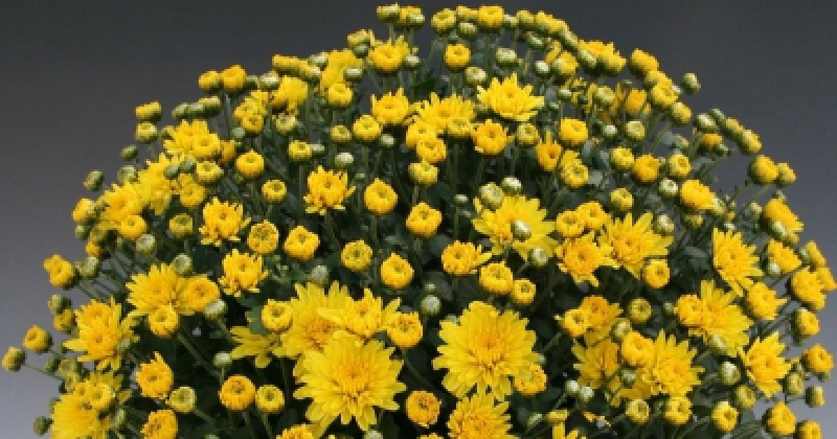 yellow-496472171.webp