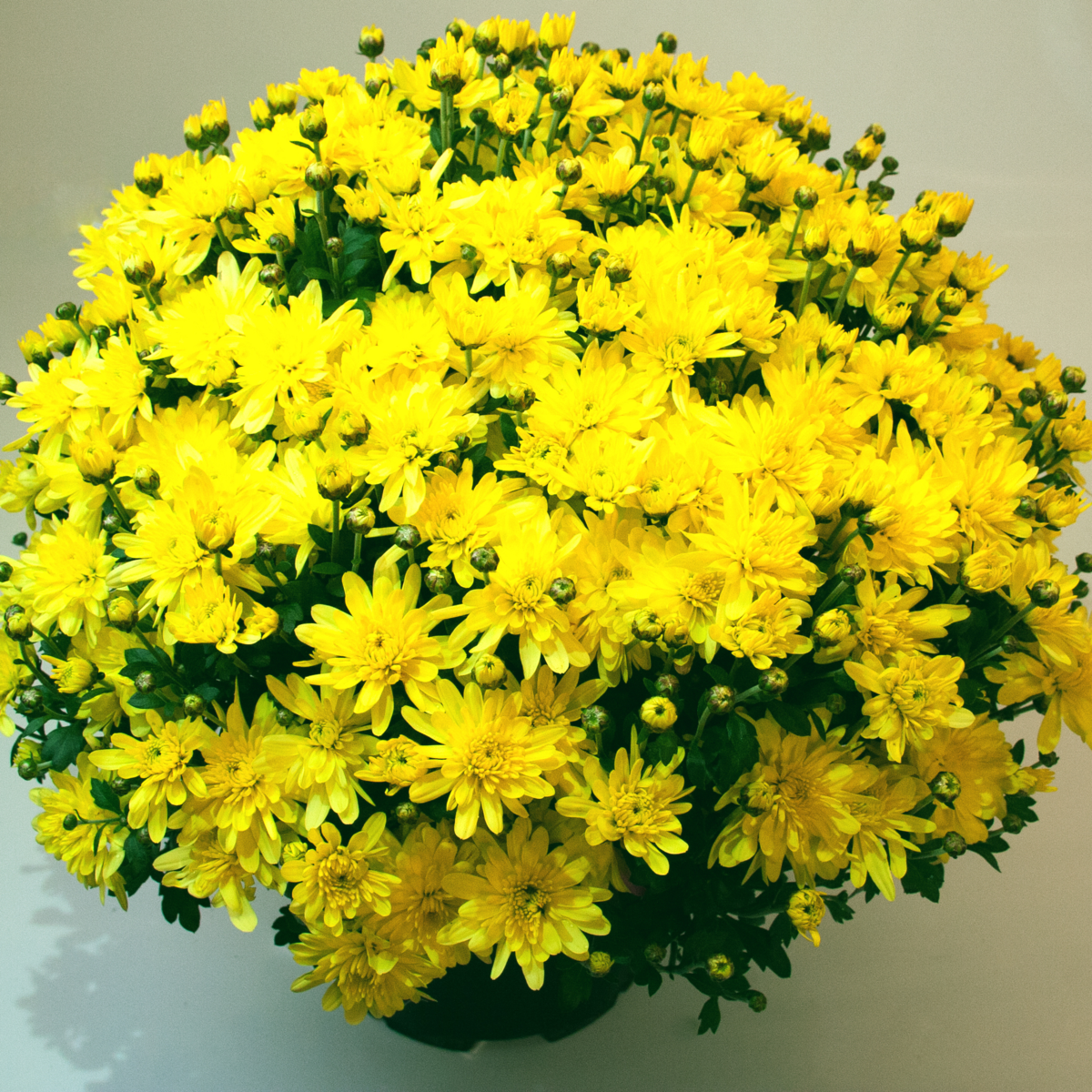 yellow-868092060.webp