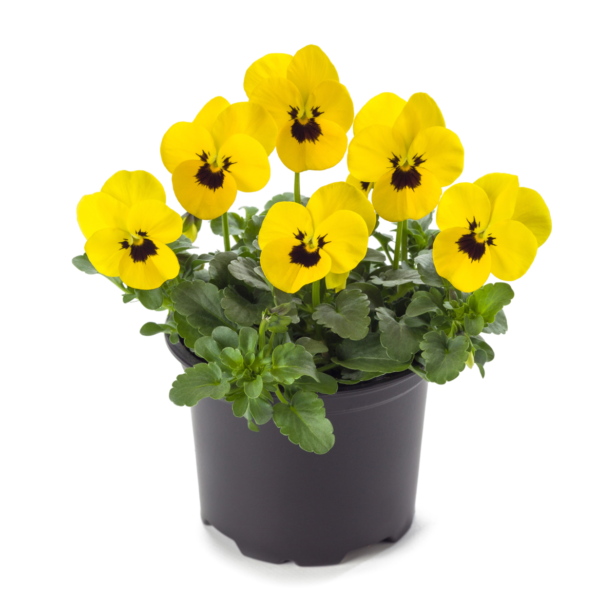 yellow-blotch-2151260055.webp