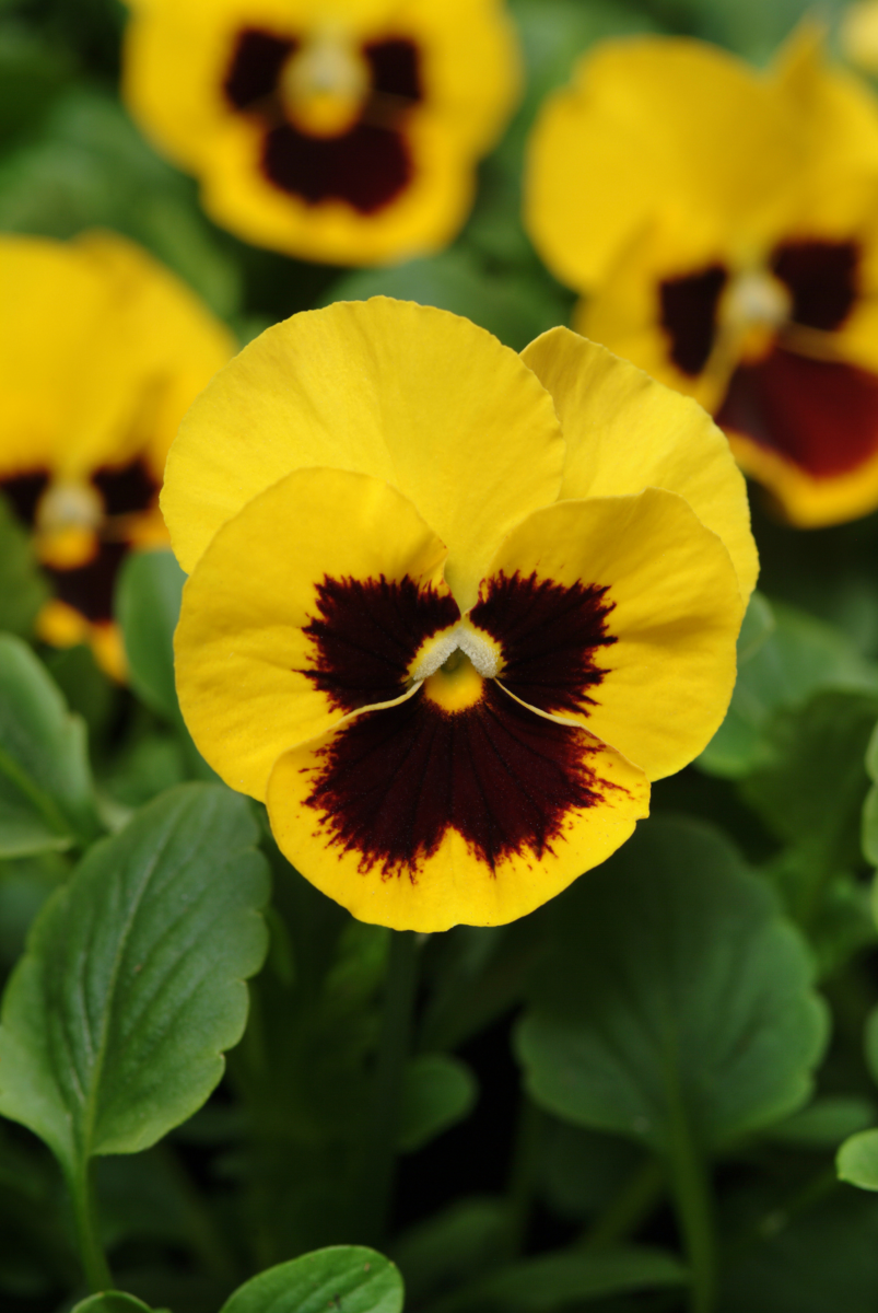 yellow-blotch-2239721614.webp