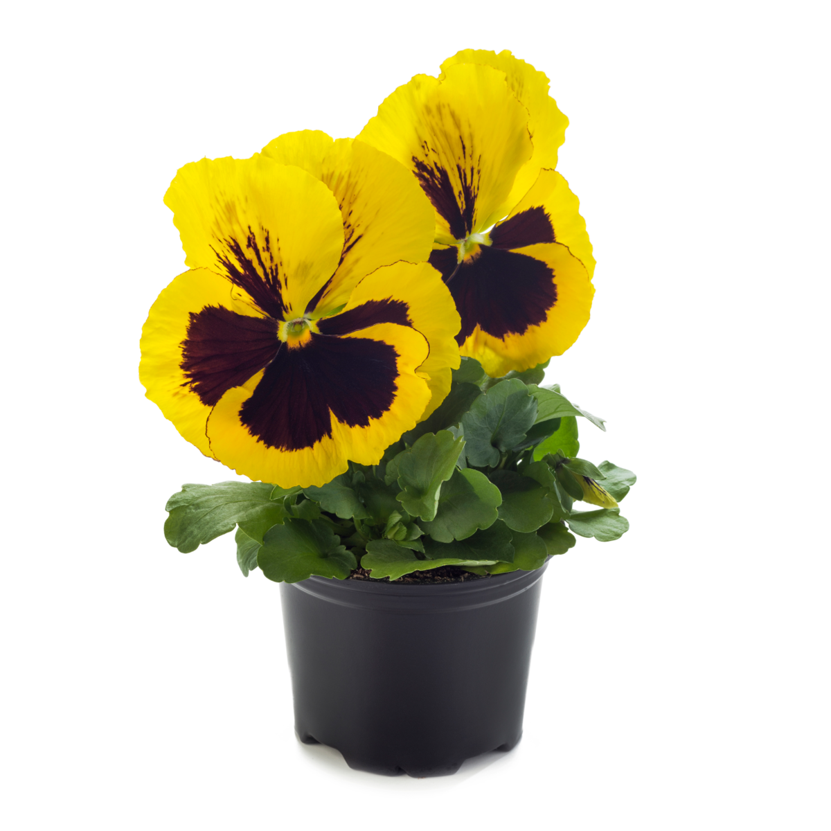 yellow-blotch-3223298559.webp