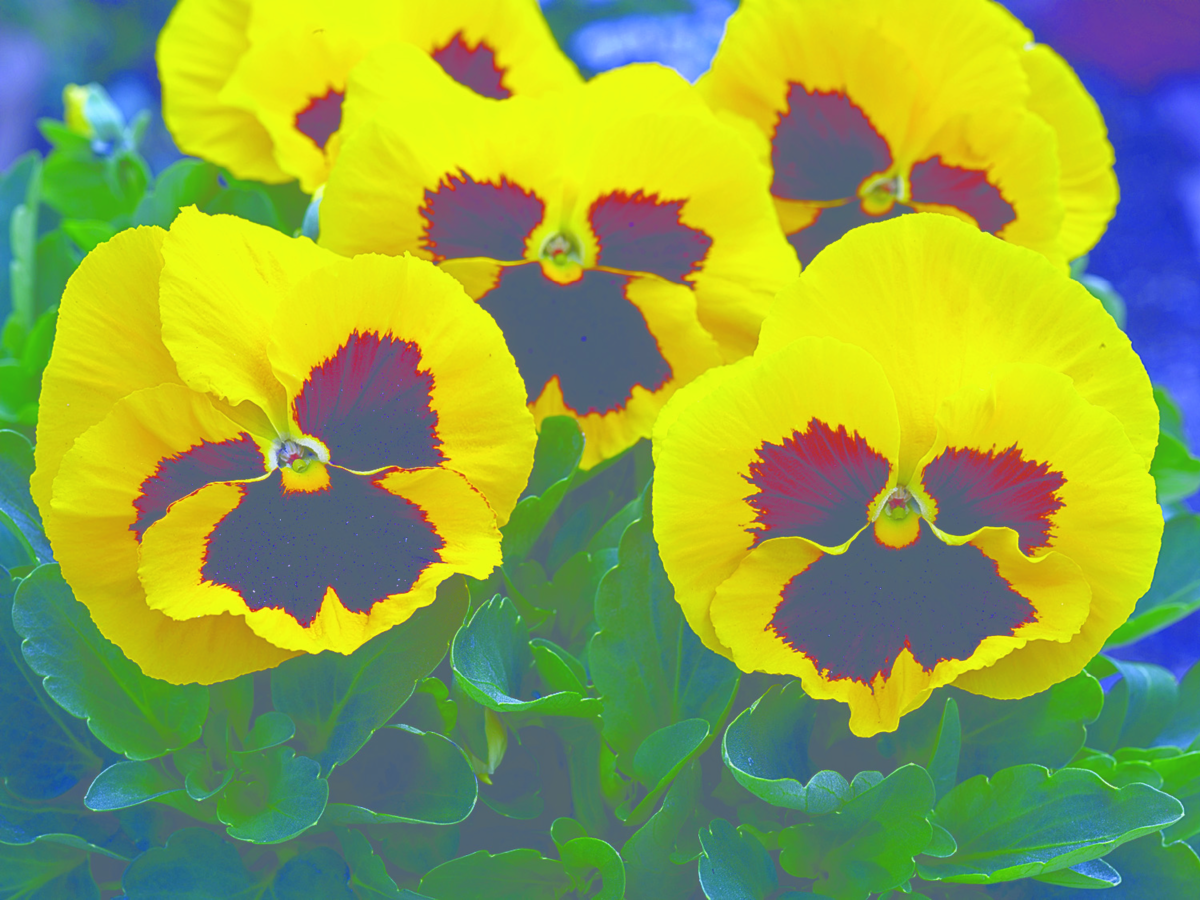 yellow-blotch-4194978877.webp
