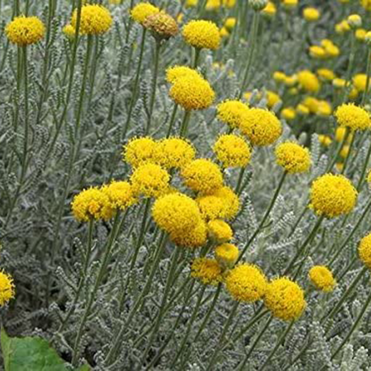 yellow-buttons-2972388253.webp
