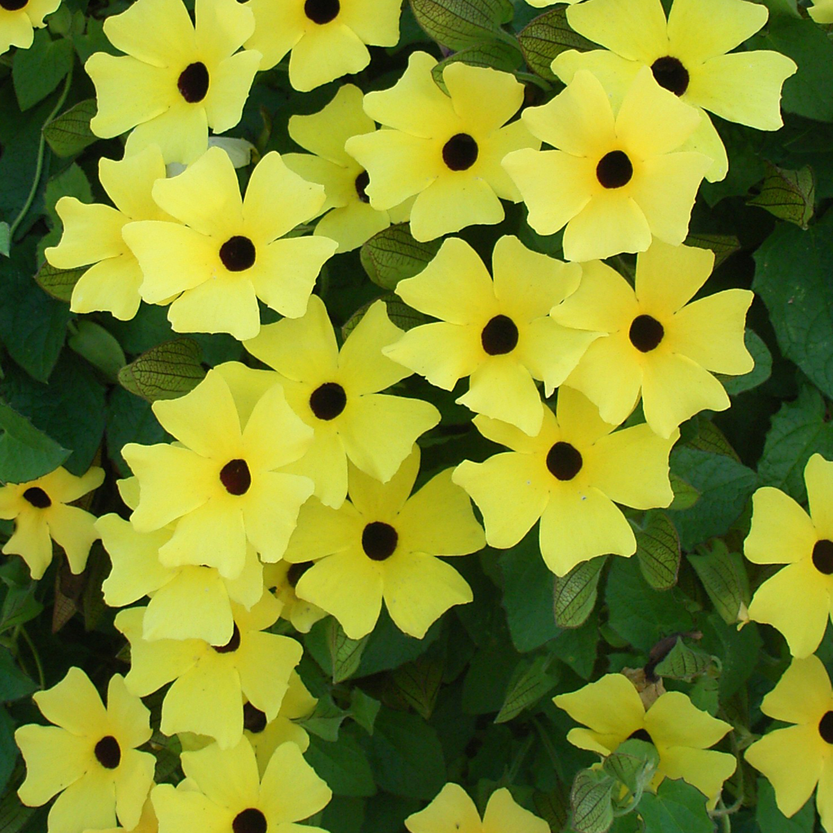 yellow-dark-eye-2669520888.webp