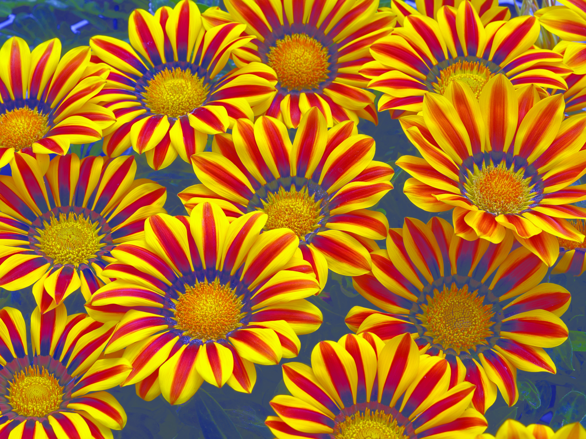 yellow-flame-2131830578.webp