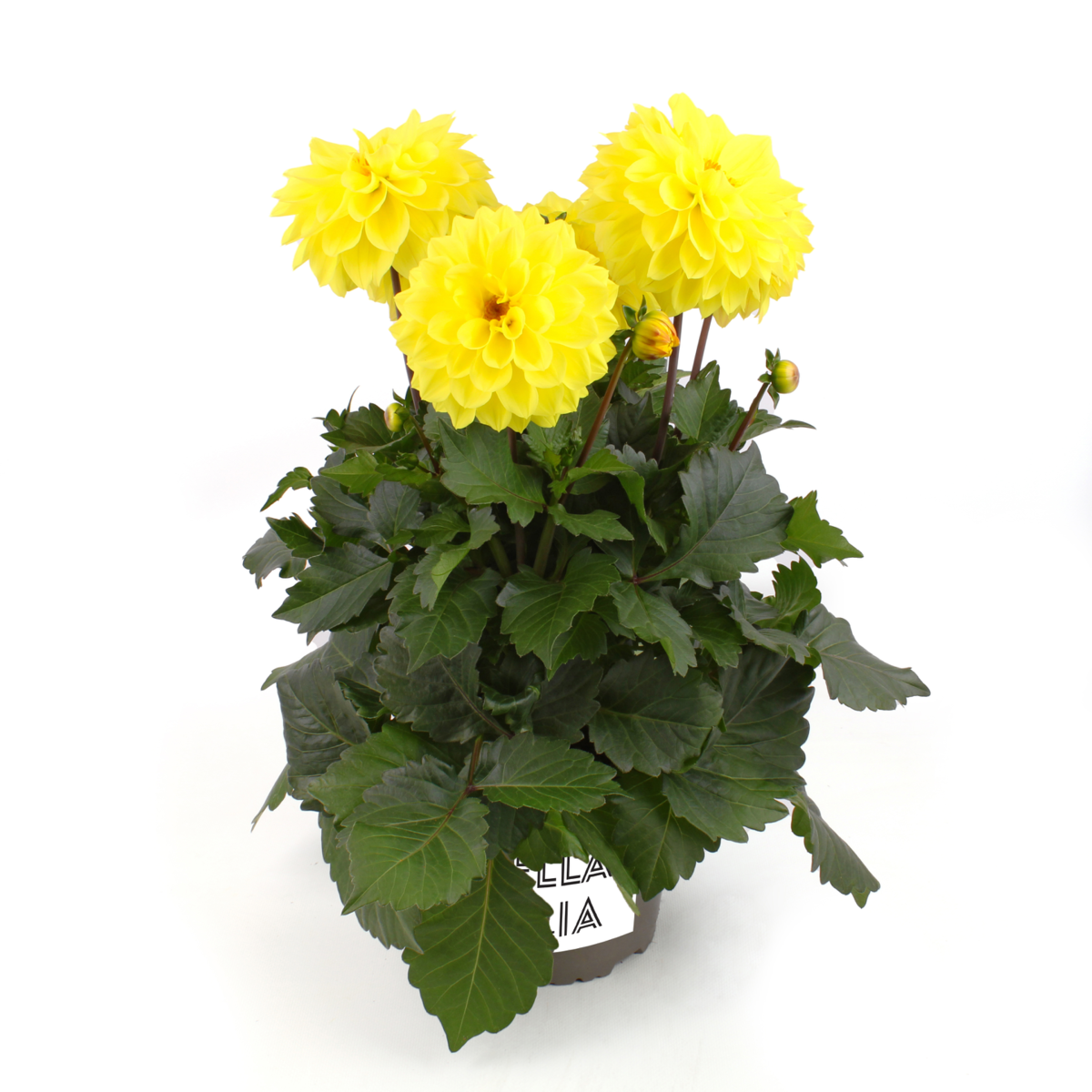 yellow-impr-1293784827.webp