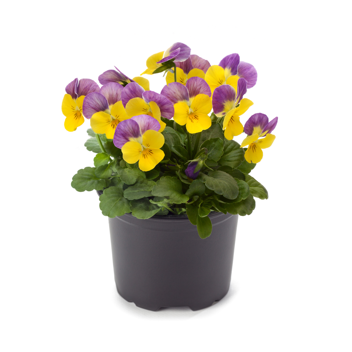 yellow-pink-jump-up-2538845939.webp