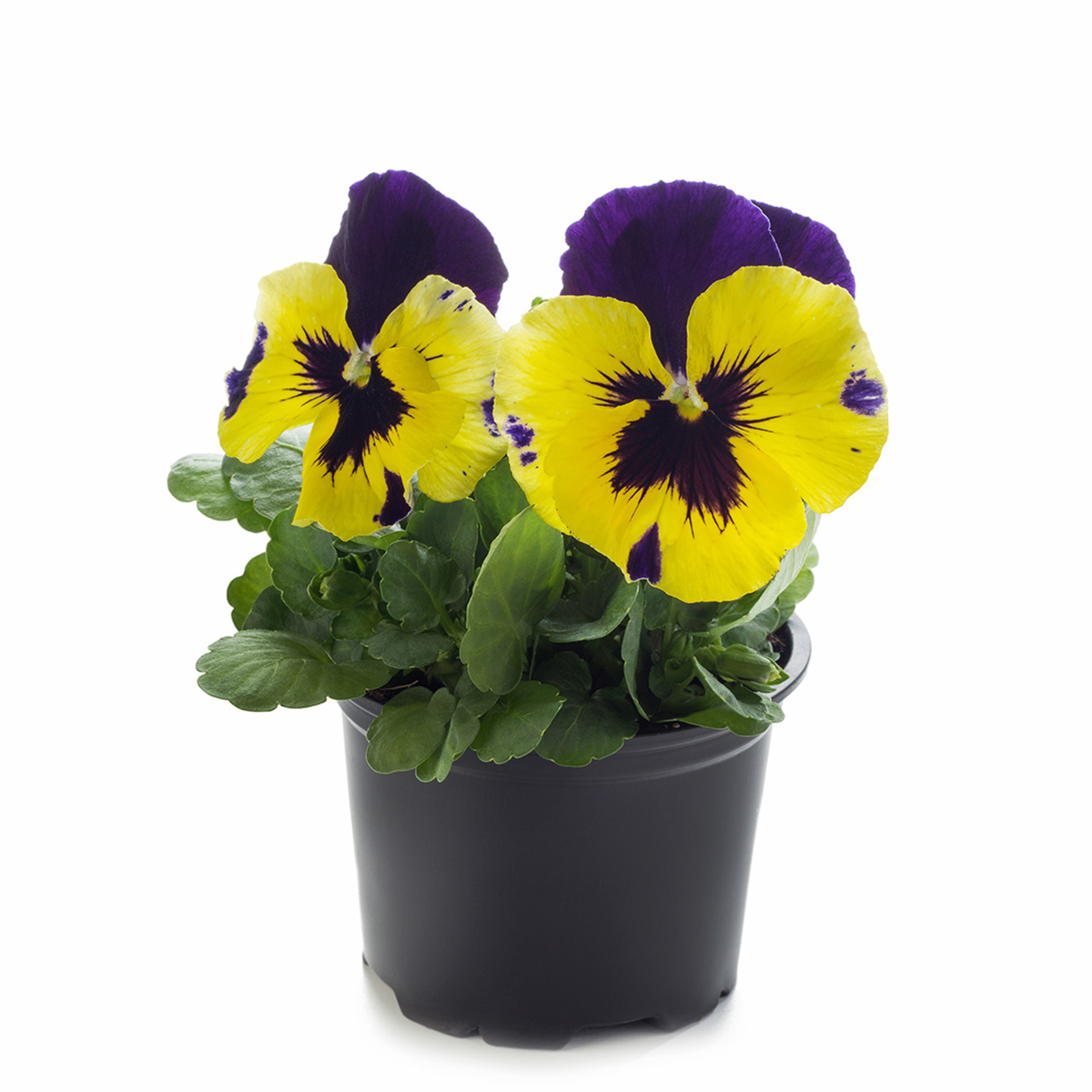 yellow-purple-wing-2323048076.webp