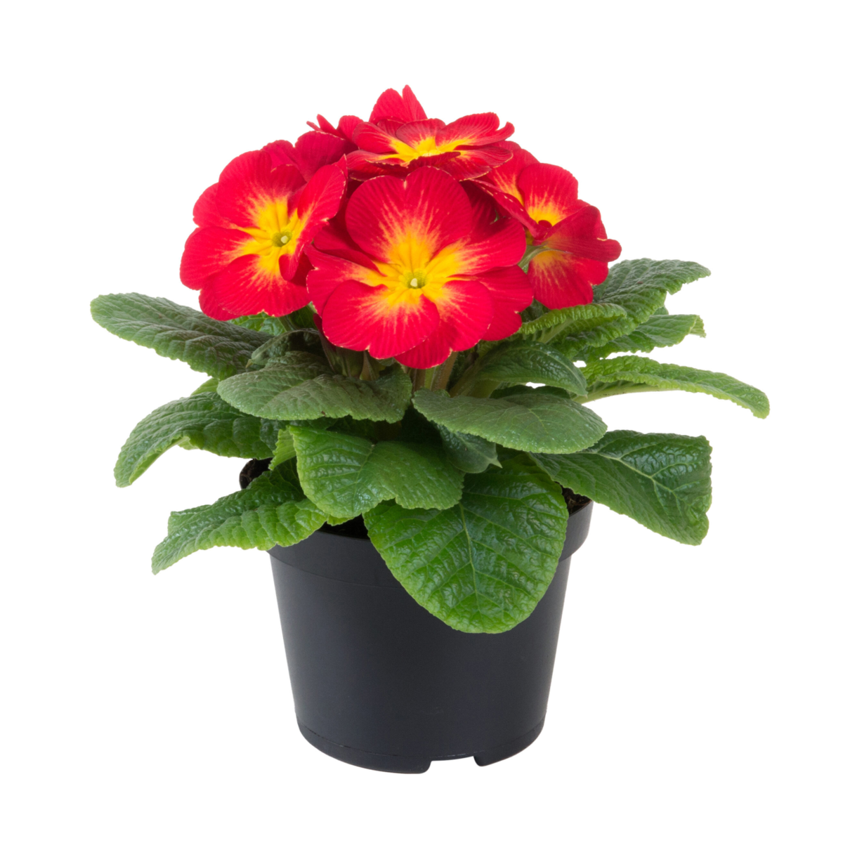 yellow-red-4269708079.webp