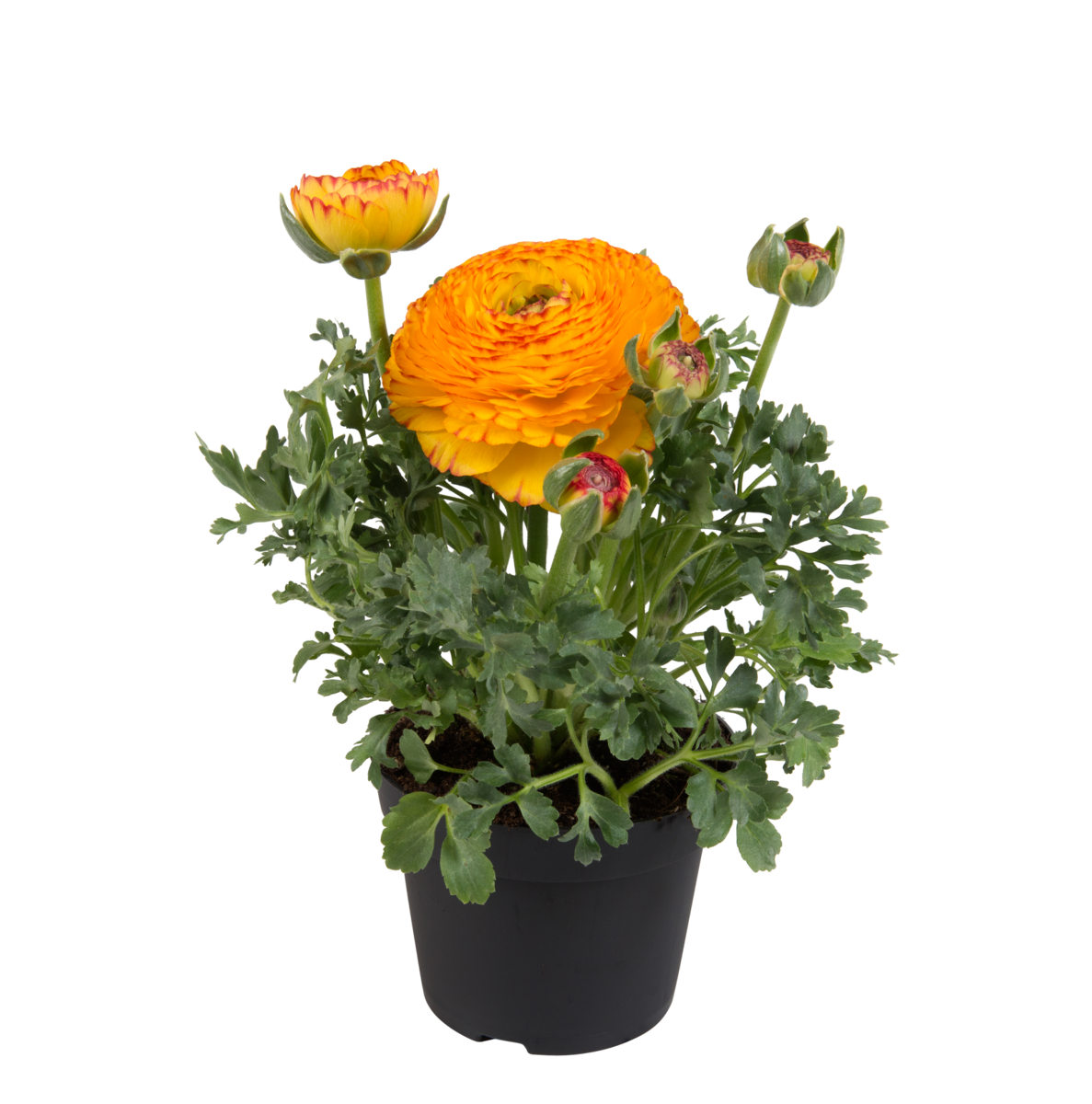 yellow-red-bicolor-01-1441643899.webp
