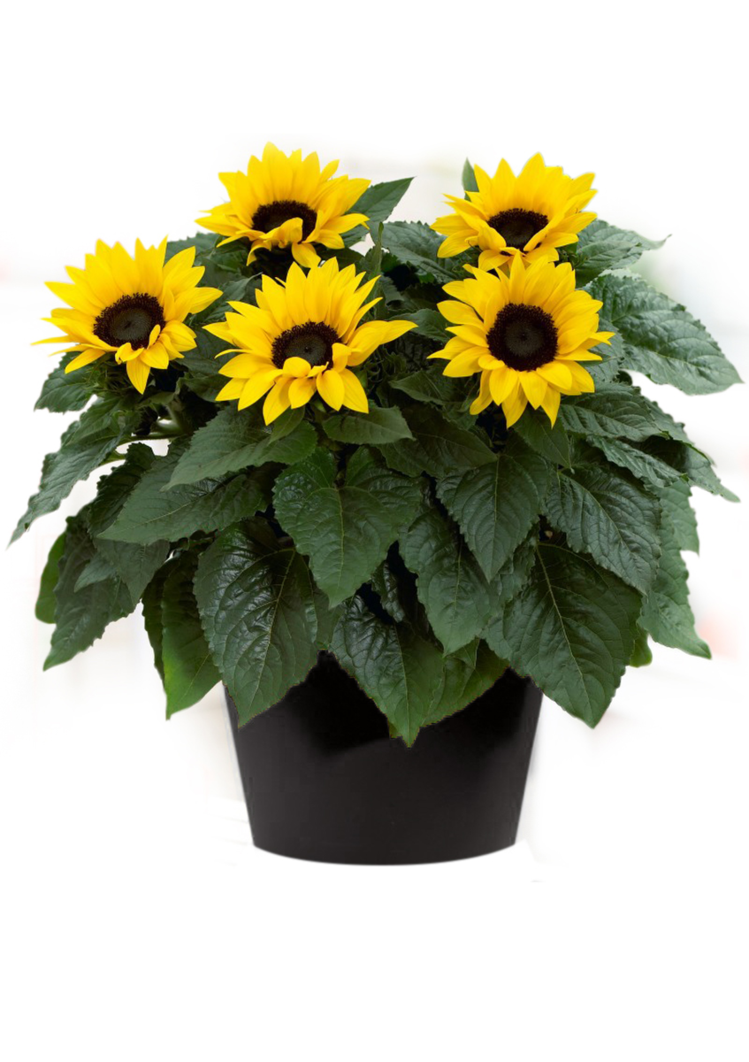 yellow-spirit-3054870344.webp