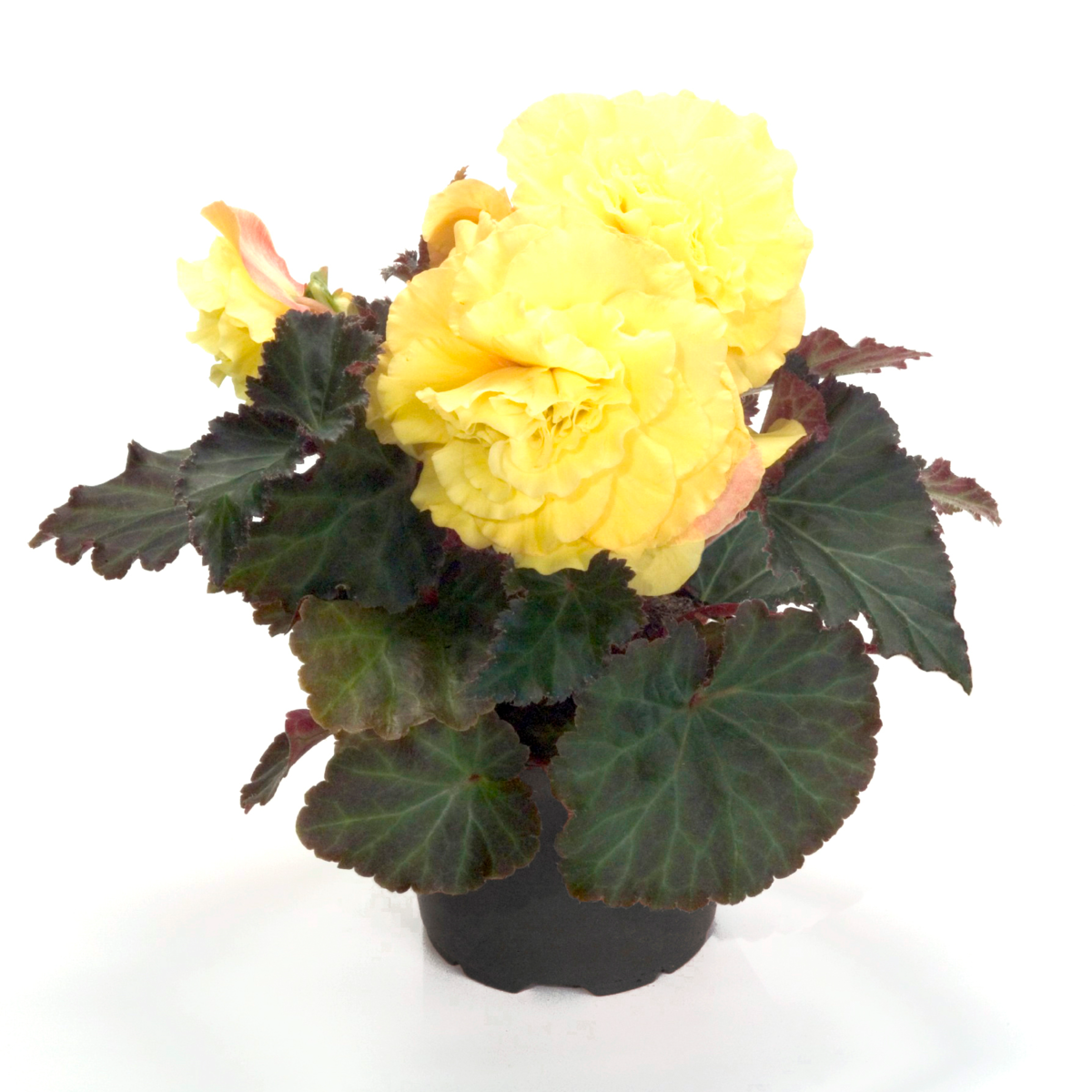 yellow-with-red-back-1960722512.webp